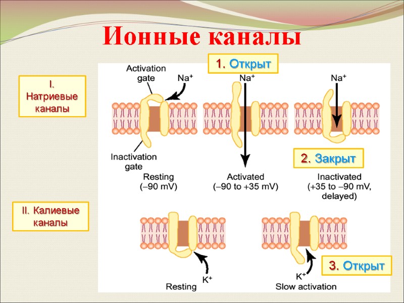 Ионные каналы I. Натриевые каналы 1. Открыт 2. Закрыт 3. Открыт II. Калиевые каналы